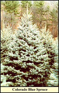 bluespruce.jpg