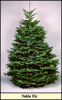noblefir.jpg