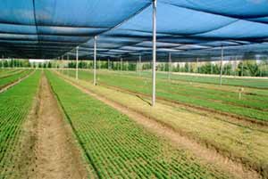 seedlingsundertent.jpg