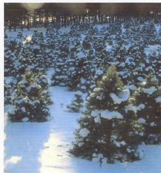 snowtrees.jpg